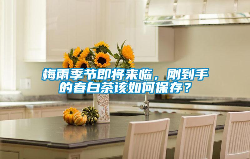 梅雨季節即將來臨，剛到手的春白茶該如何保存？