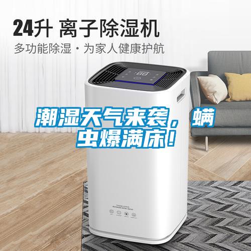 潮濕天氣來襲，螨蟲爆滿床！
